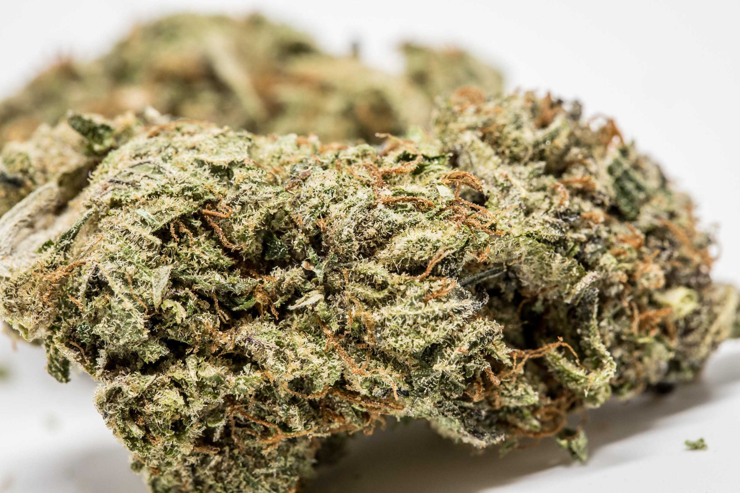 🥦 gorilla glue strain - weed strain review & growing guide (july 2020)
    
    
    
      – production grower