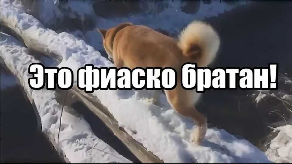 История, написанная победителями. машины спасли города от навоза - jaaj.club