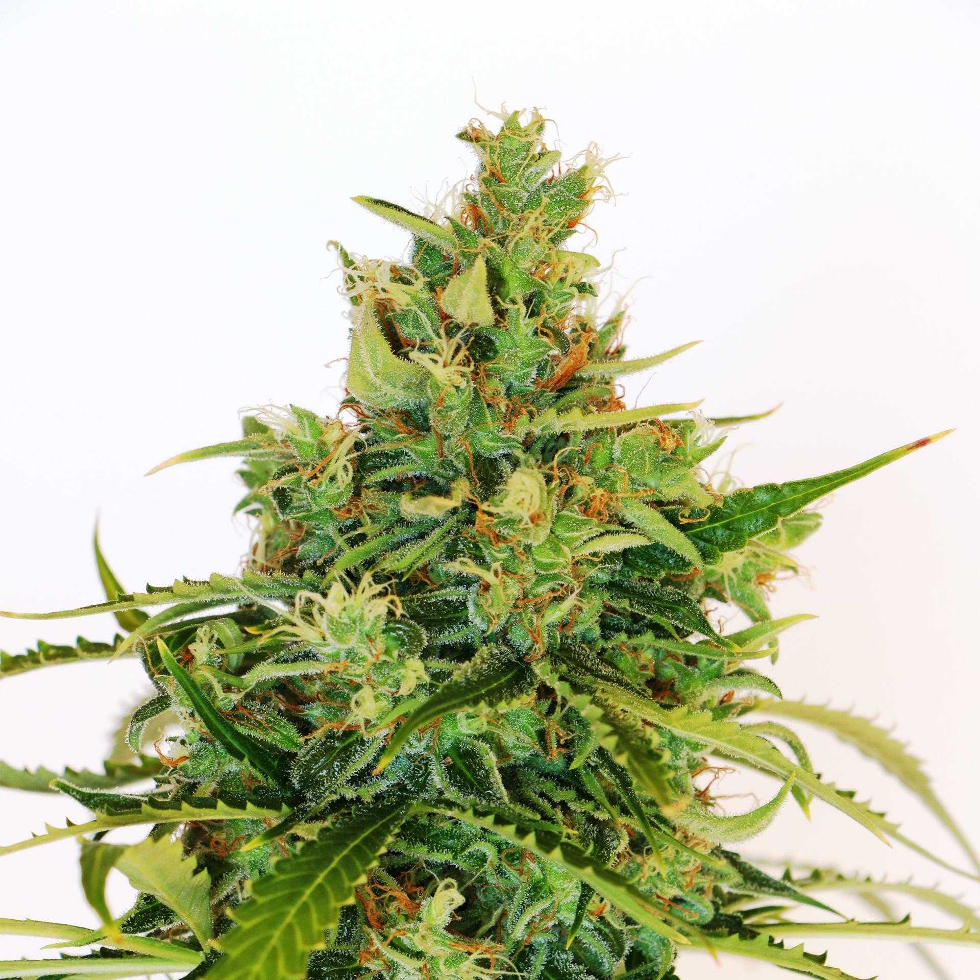 Amnesia auto seeds