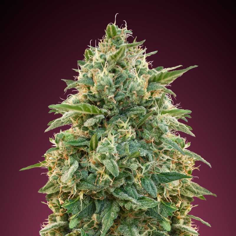 Amnesia auto fem описание